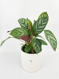 Calathea Freddie - Bumble Plants