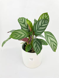 Calathea Freddie - Bumble Plants