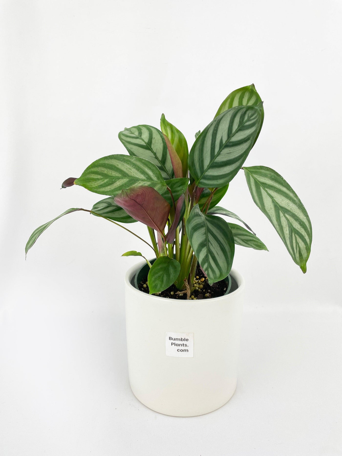 Calathea Freddie - Bumble Plants