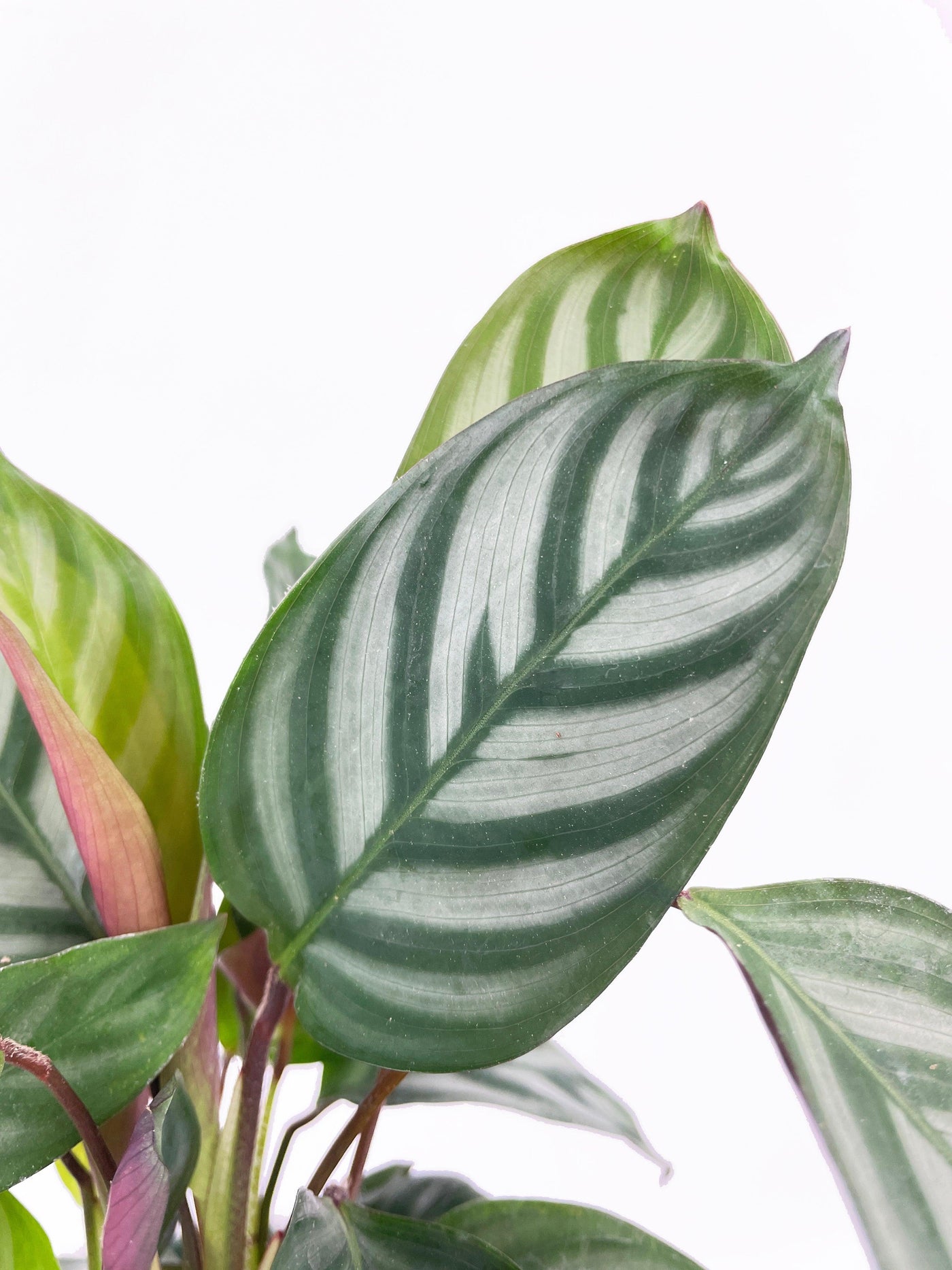 Calathea Freddie - Bumble Plants