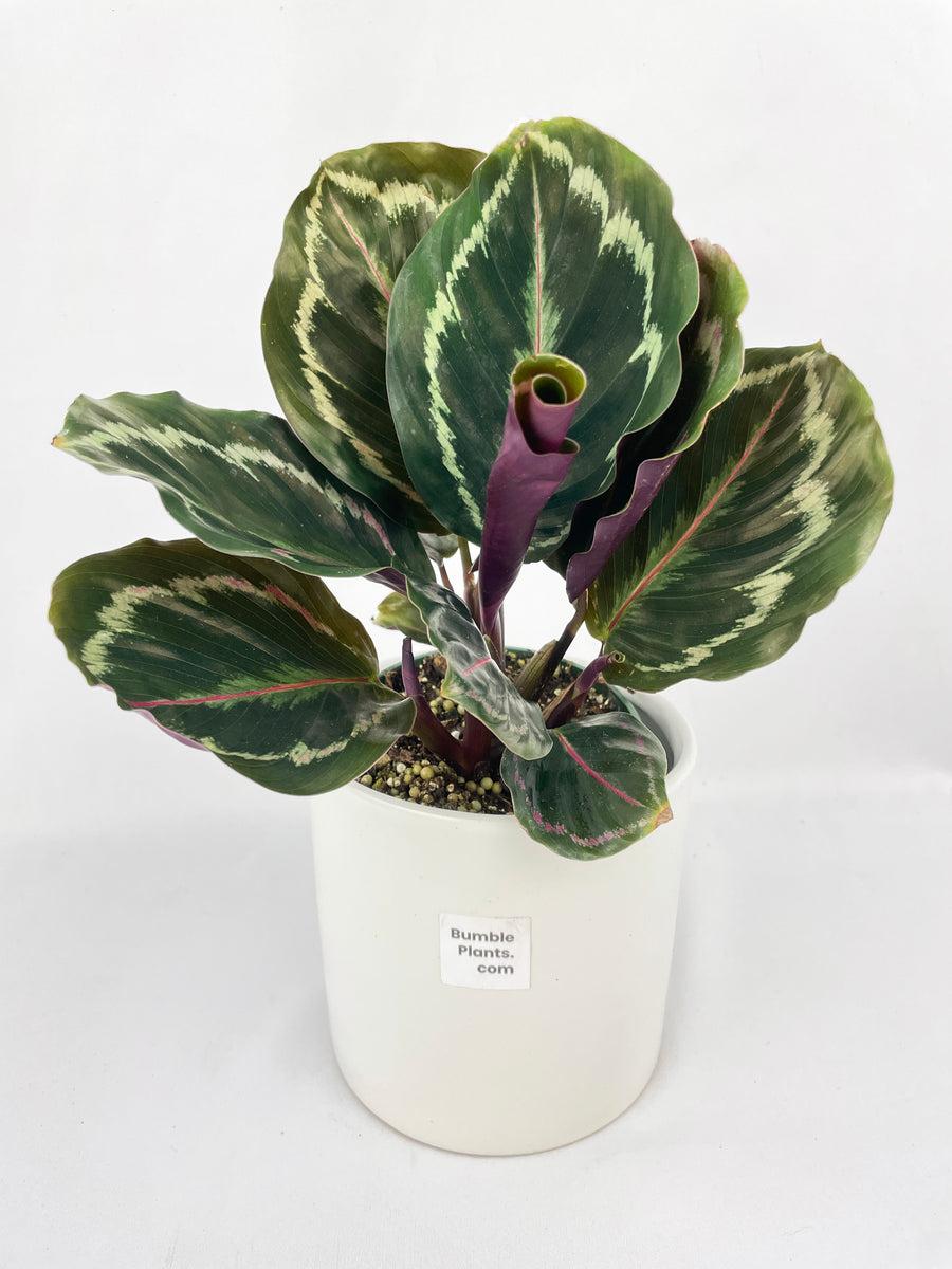 Calathea Medallion - Bumble Plants