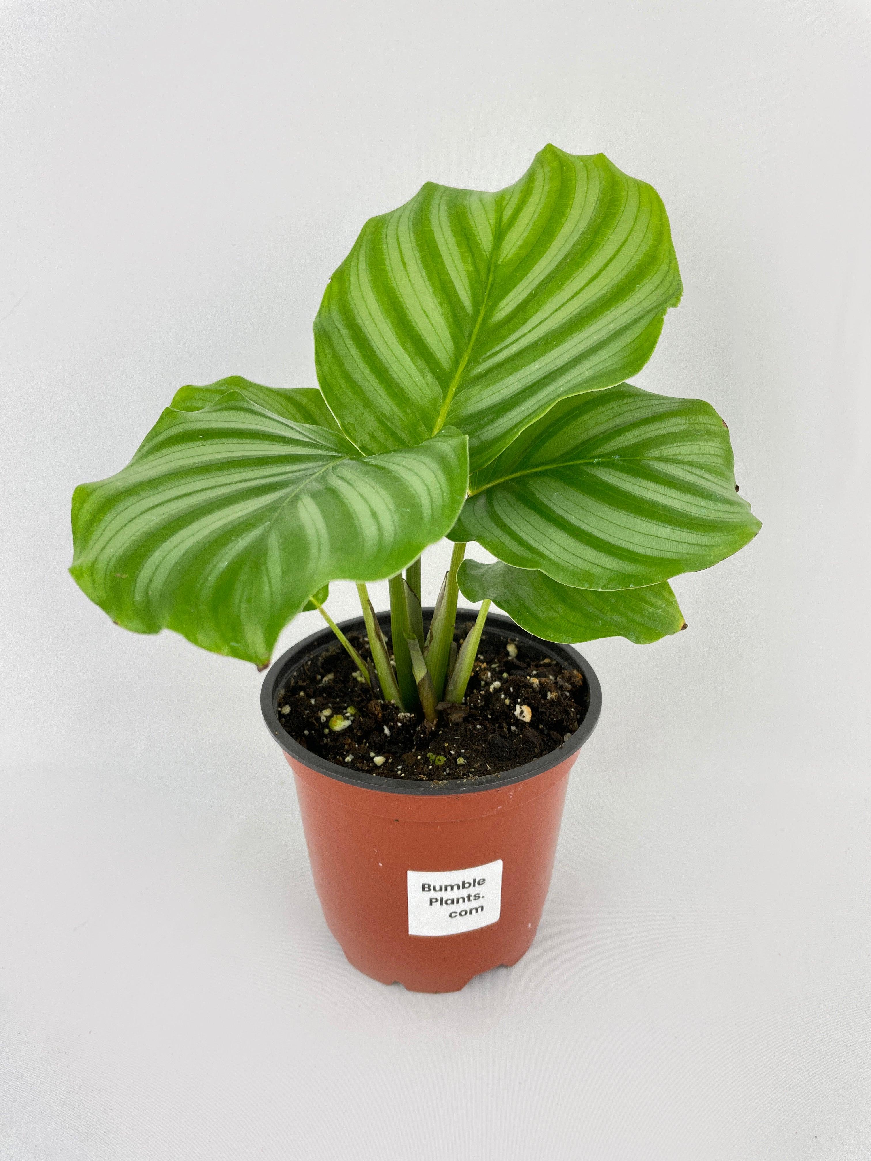 Calathea Orbifolia - Bumble Plants