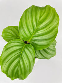 Calathea Orbifolia - Bumble Plants