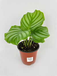 Calathea Orbifolia - Bumble Plants