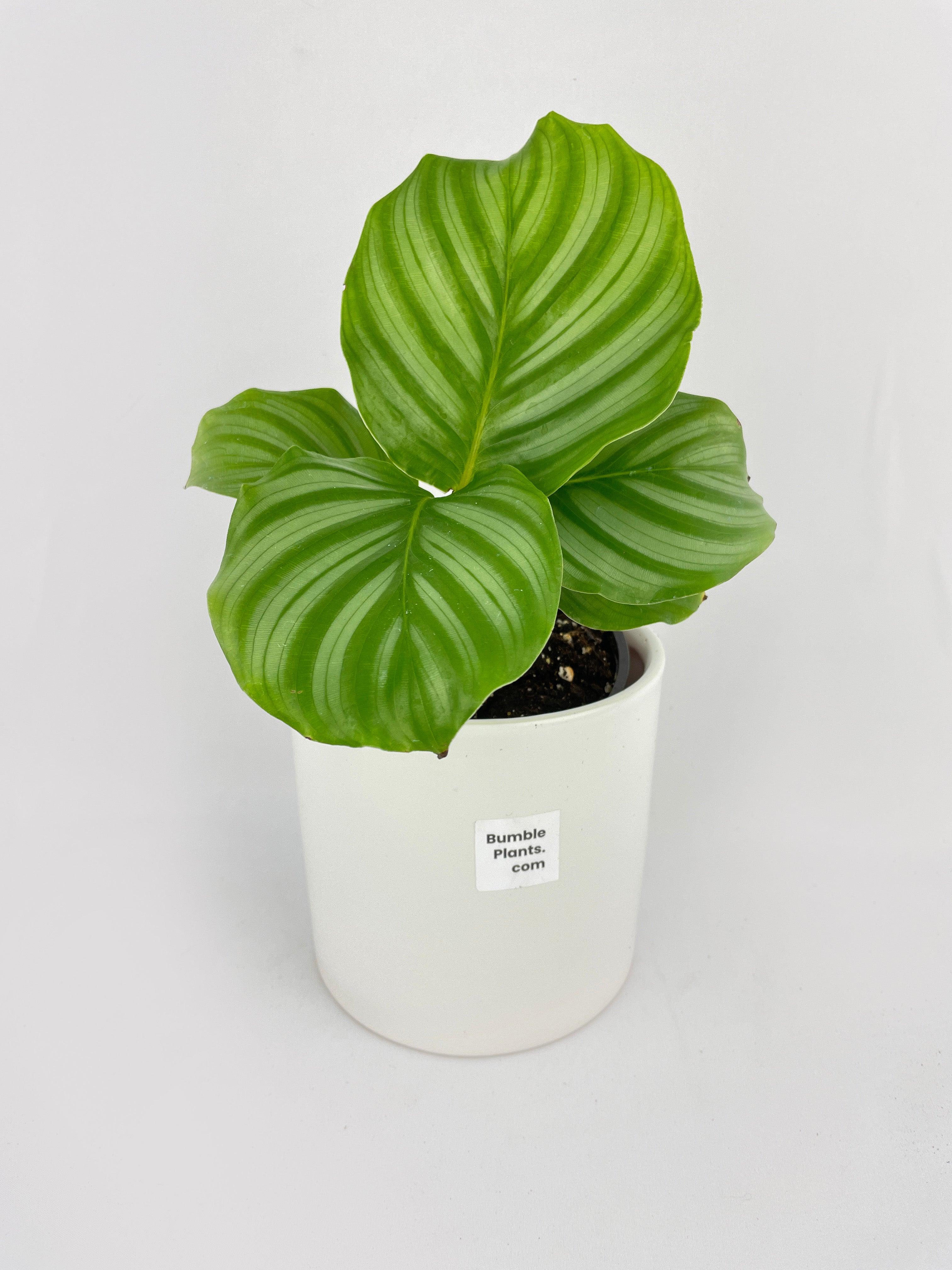 Calathea Orbifolia - Bumble Plants