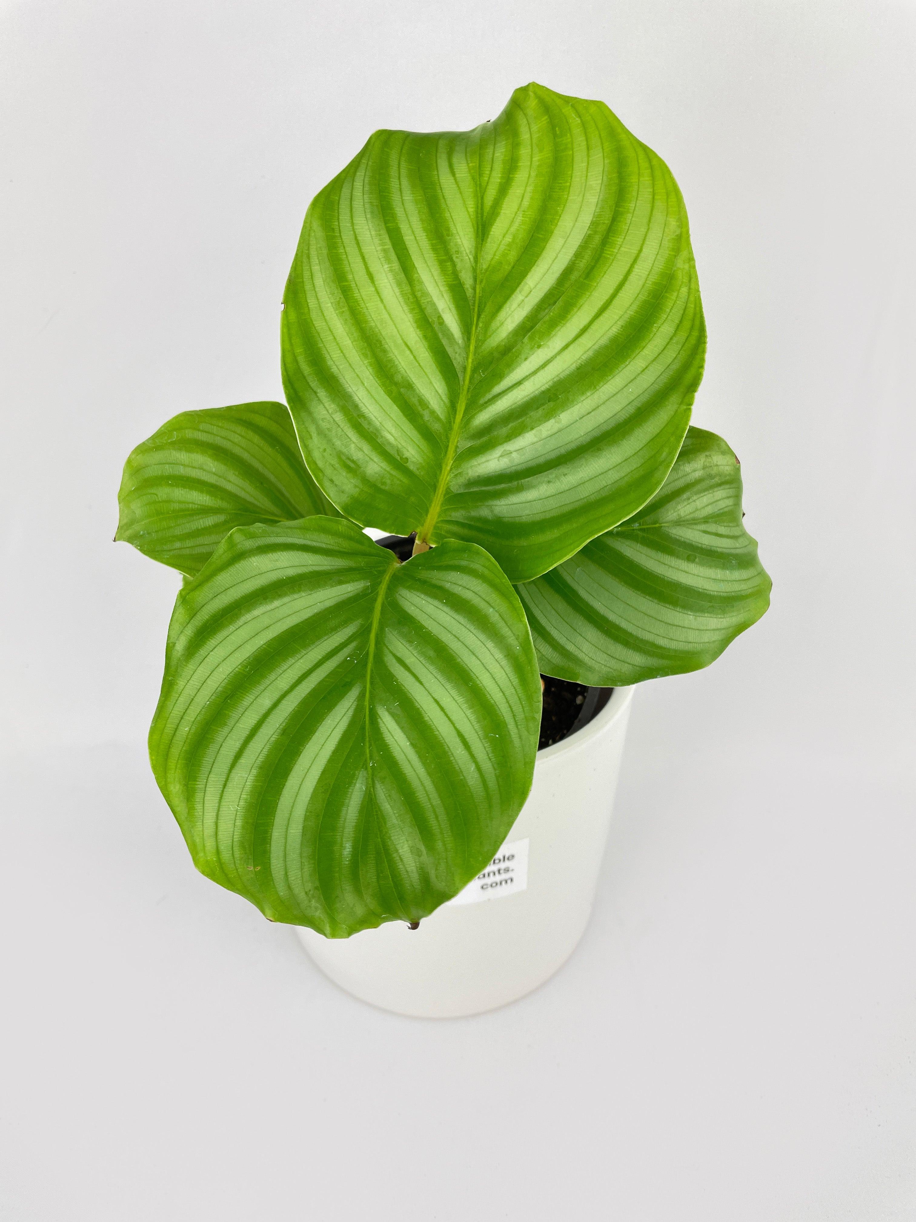 Calathea Orbifolia - Bumble Plants