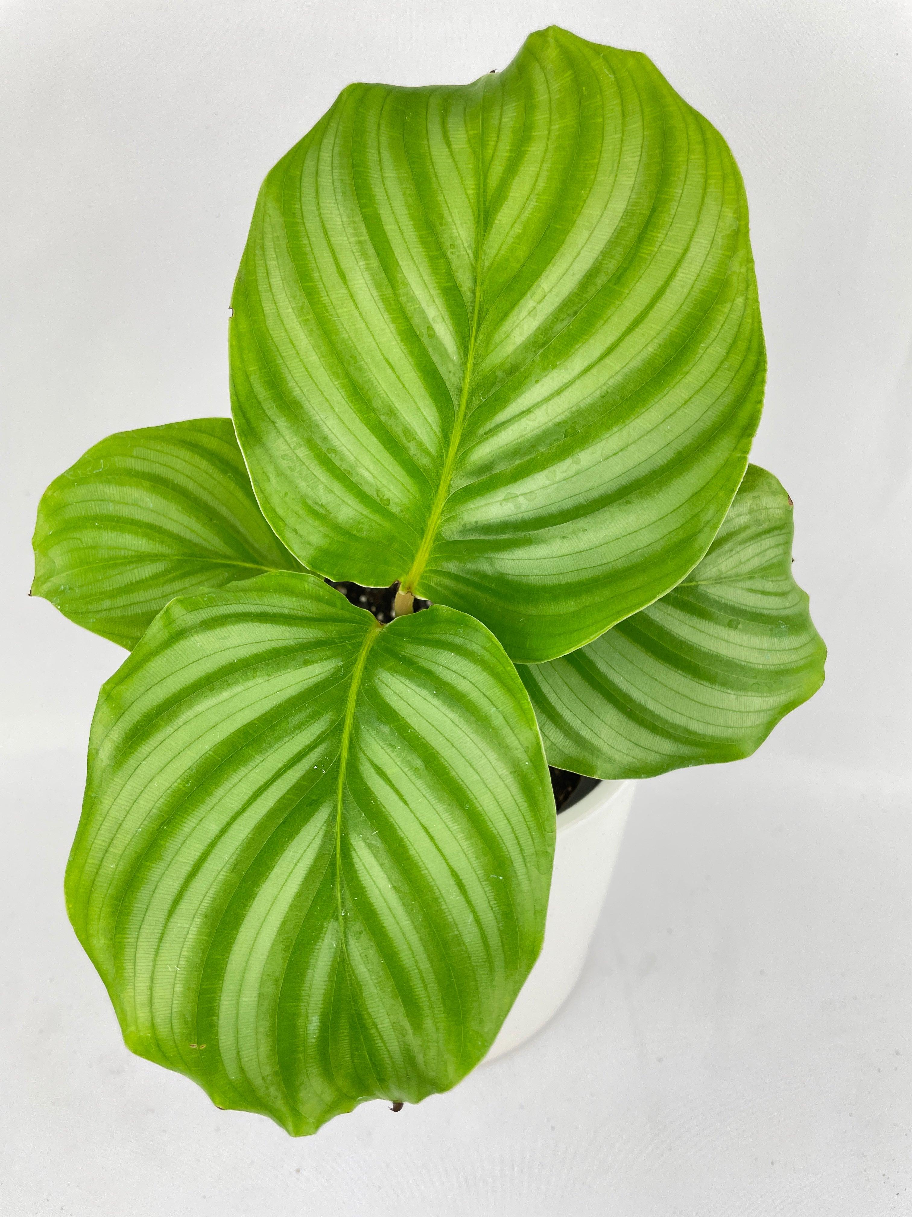 Calathea Orbifolia - Bumble Plants