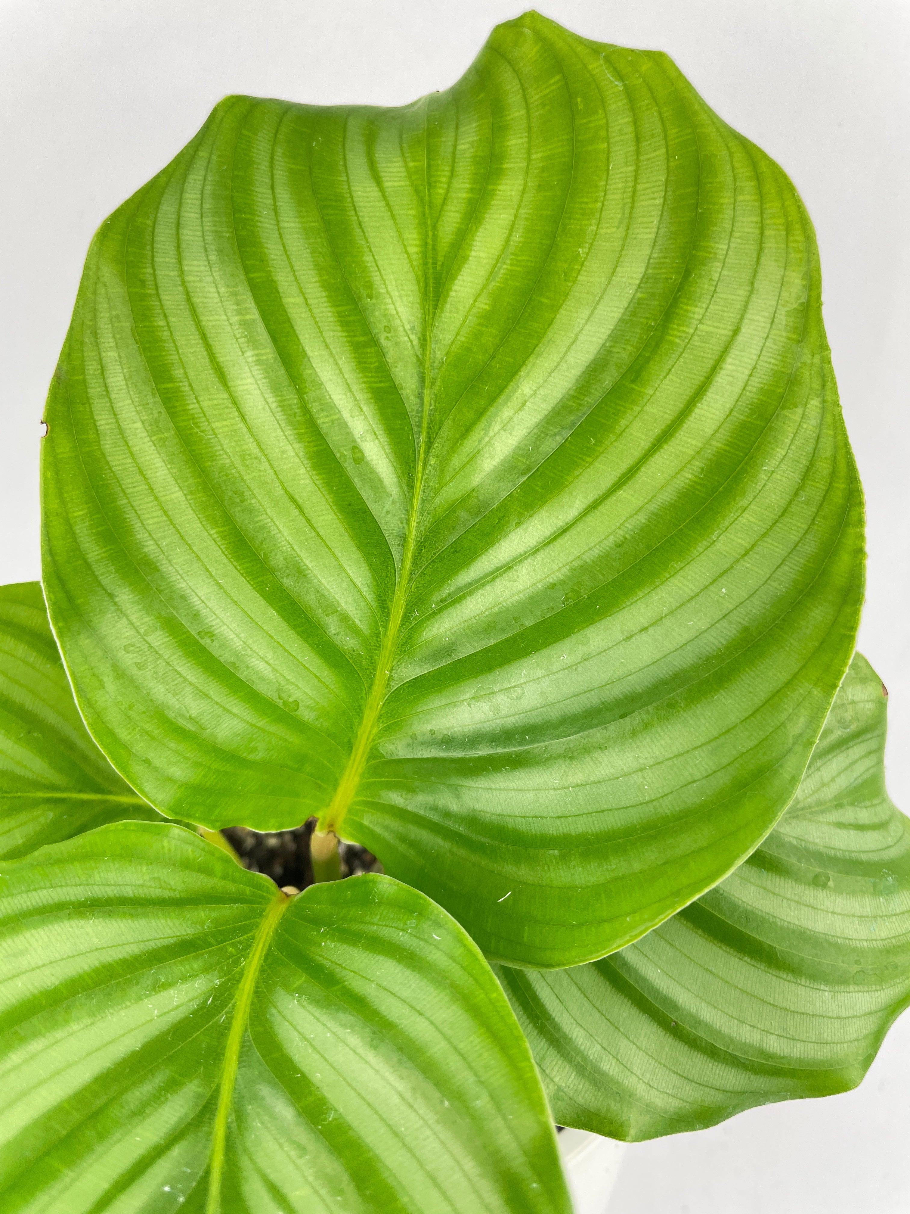 Calathea Orbifolia - Bumble Plants