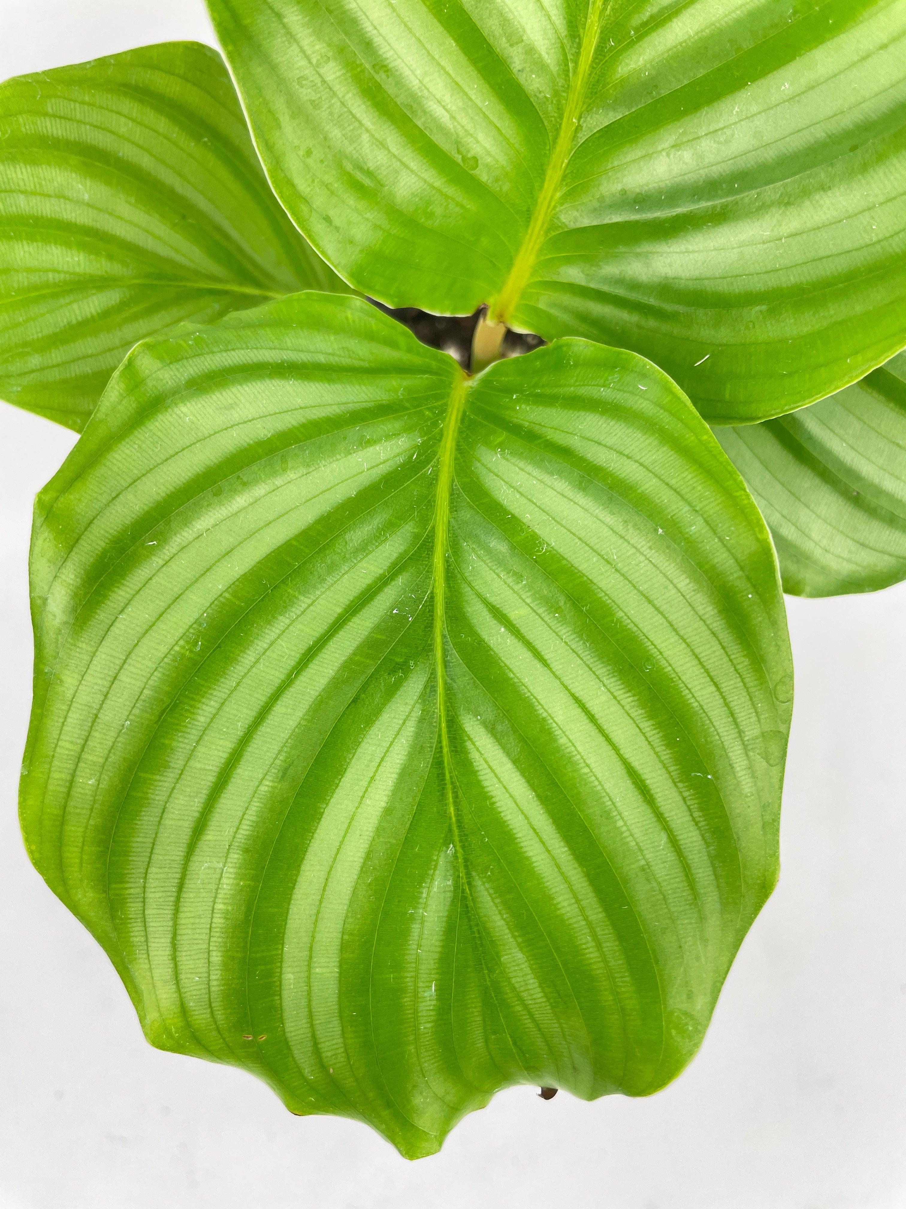 Calathea Orbifolia - Bumble Plants