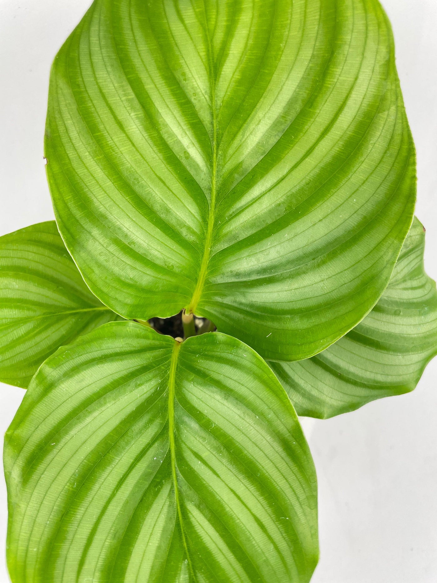 Calathea Orbifolia - Bumble Plants