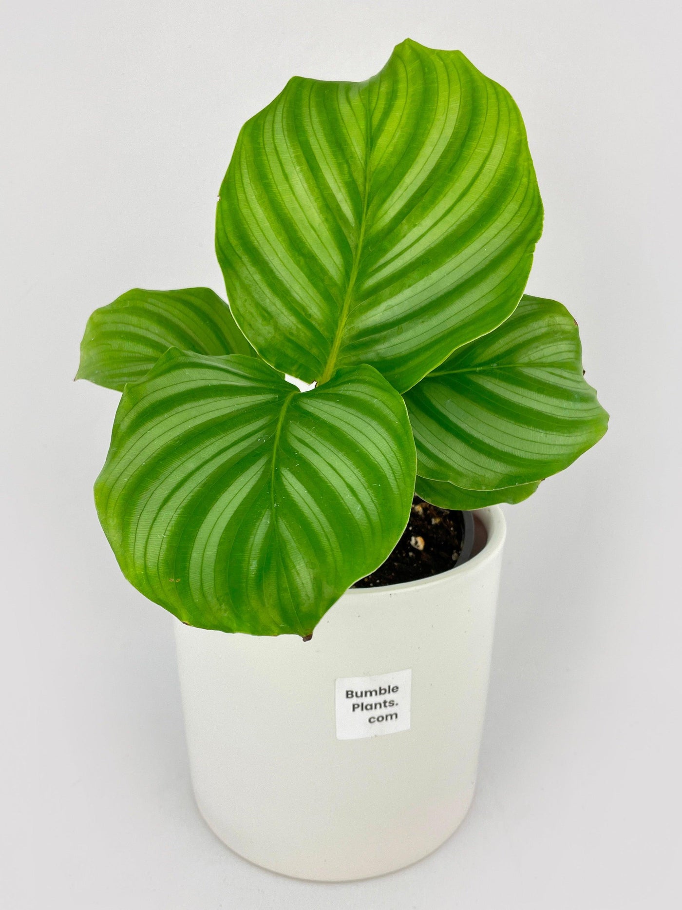 Calathea Orbifolia - Bumble Plants