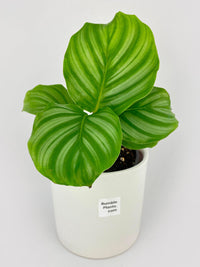 Calathea Orbifolia - Bumble Plants