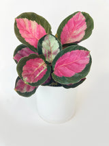 Calathea Roseopicta Crimson - Bumble Plants