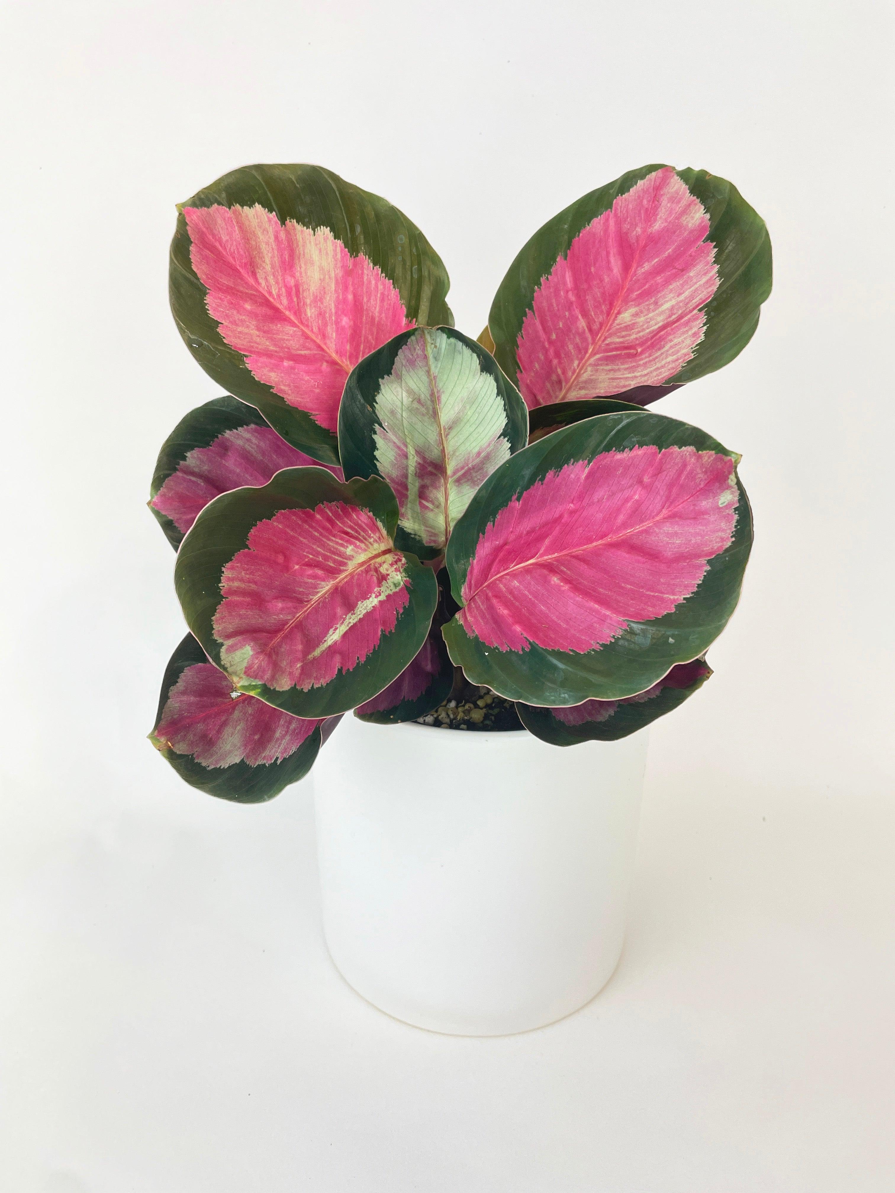 Calathea Roseopicta Crimson - Bumble Plants