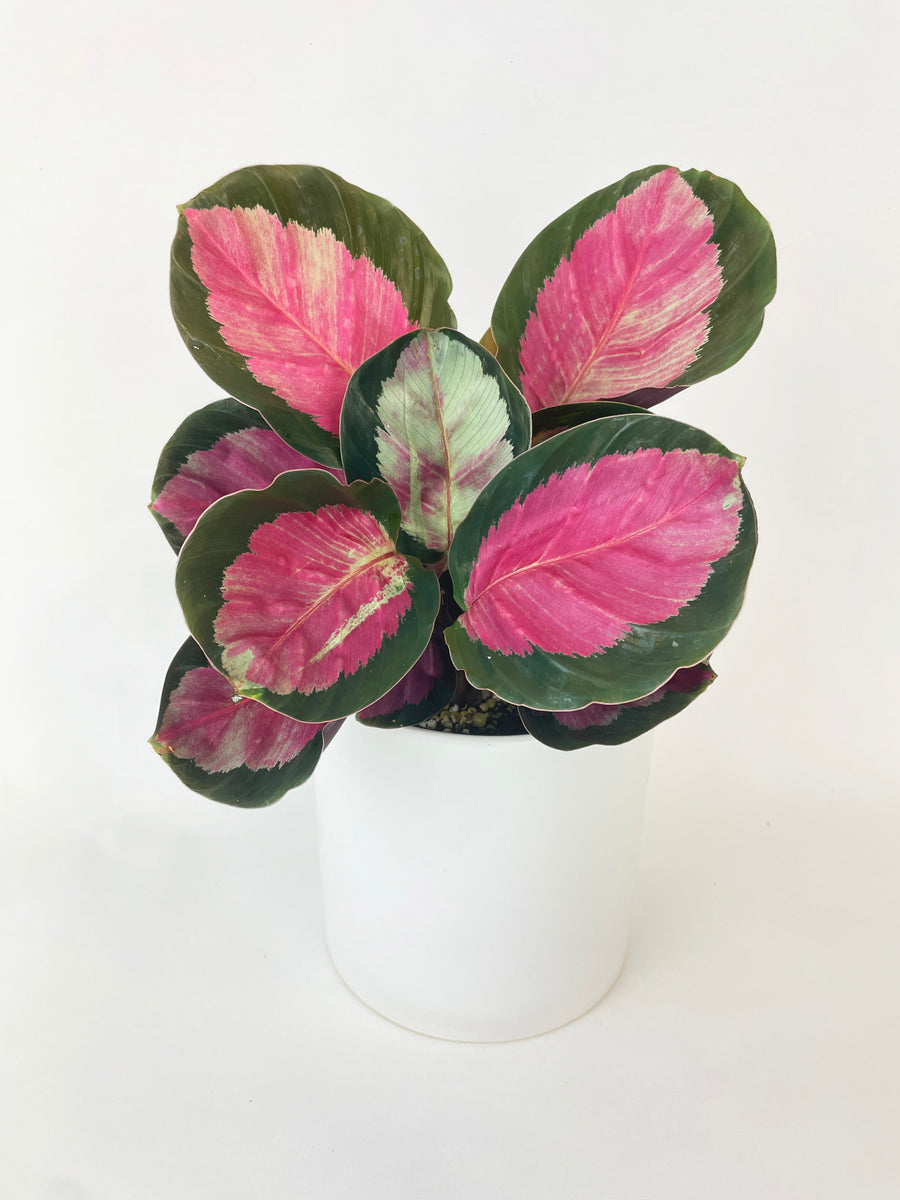 Calathea Roseopicta Crimson – Bumble Plants