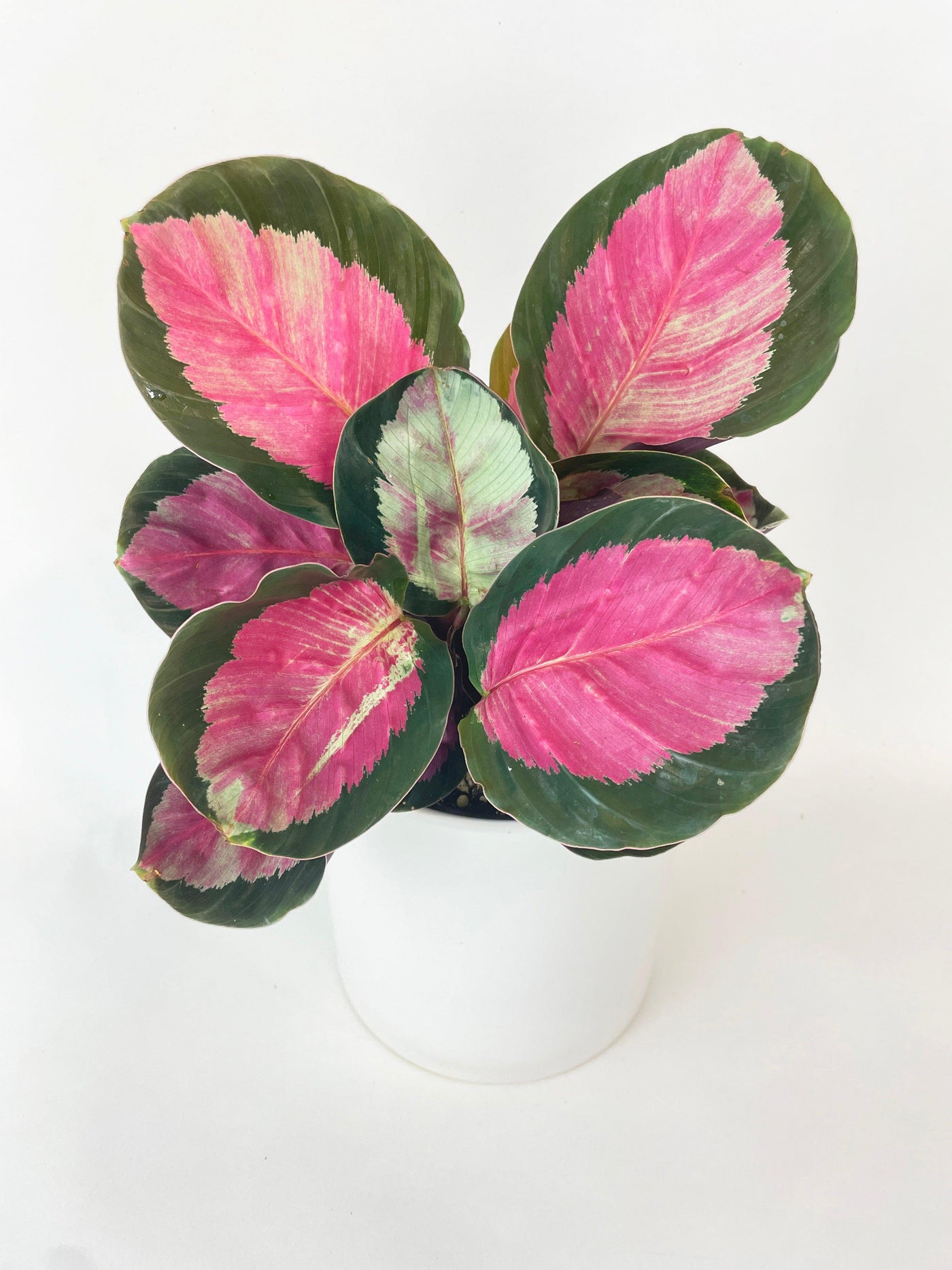 Calathea Roseopicta Crimson - Bumble Plants