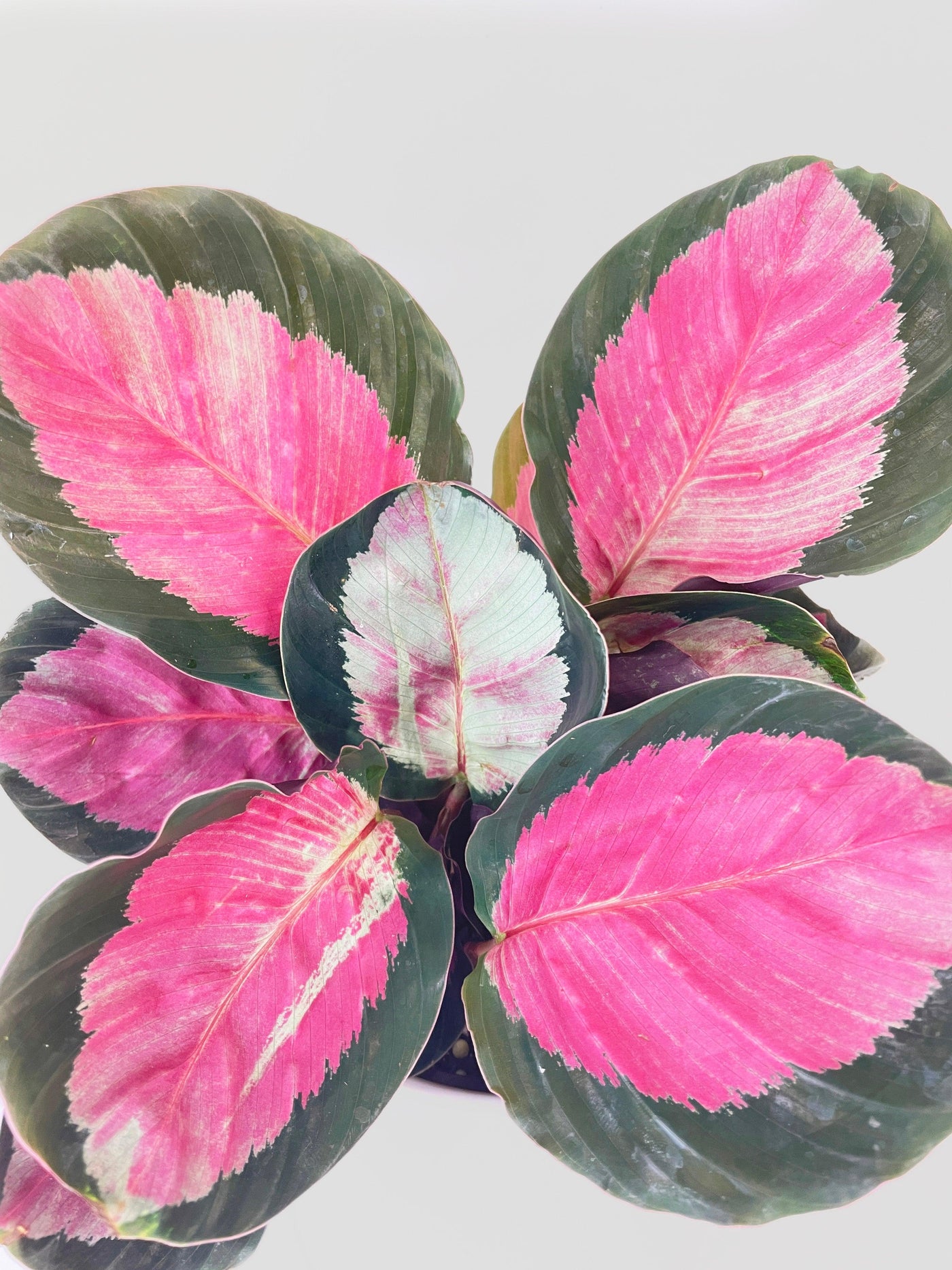 Calathea Roseopicta Crimson - Bumble Plants