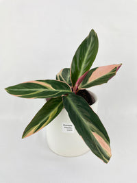 Calathea Triostar (Stromanthe Sanguinea) - Bumble Plants