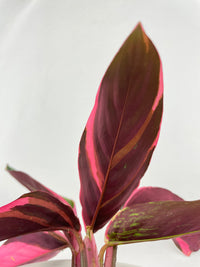 Calathea Triostar (Stromanthe Sanguinea) - Bumble Plants