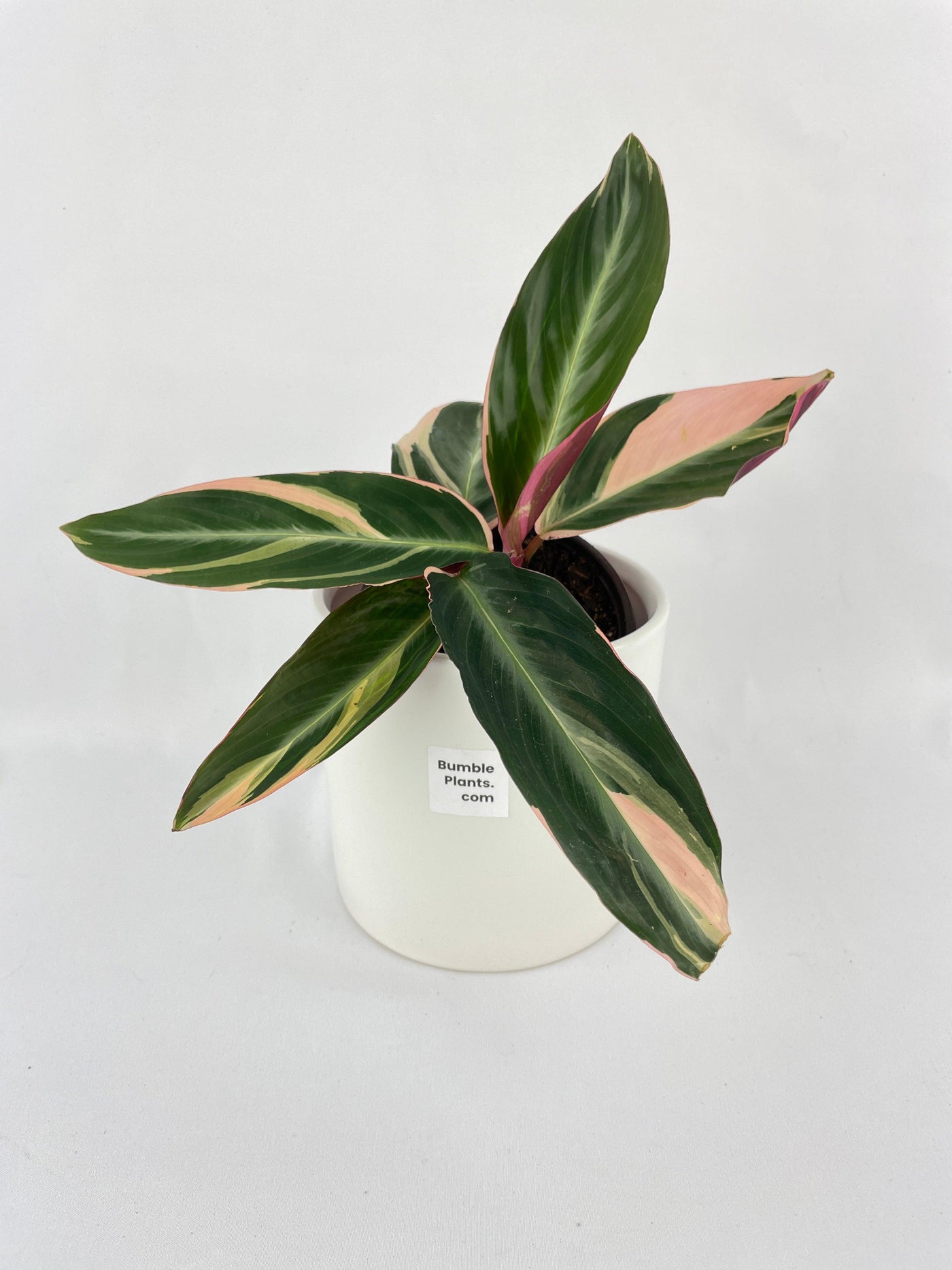 Calathea Triostar (Stromanthe Sanguinea) - Bumble Plants