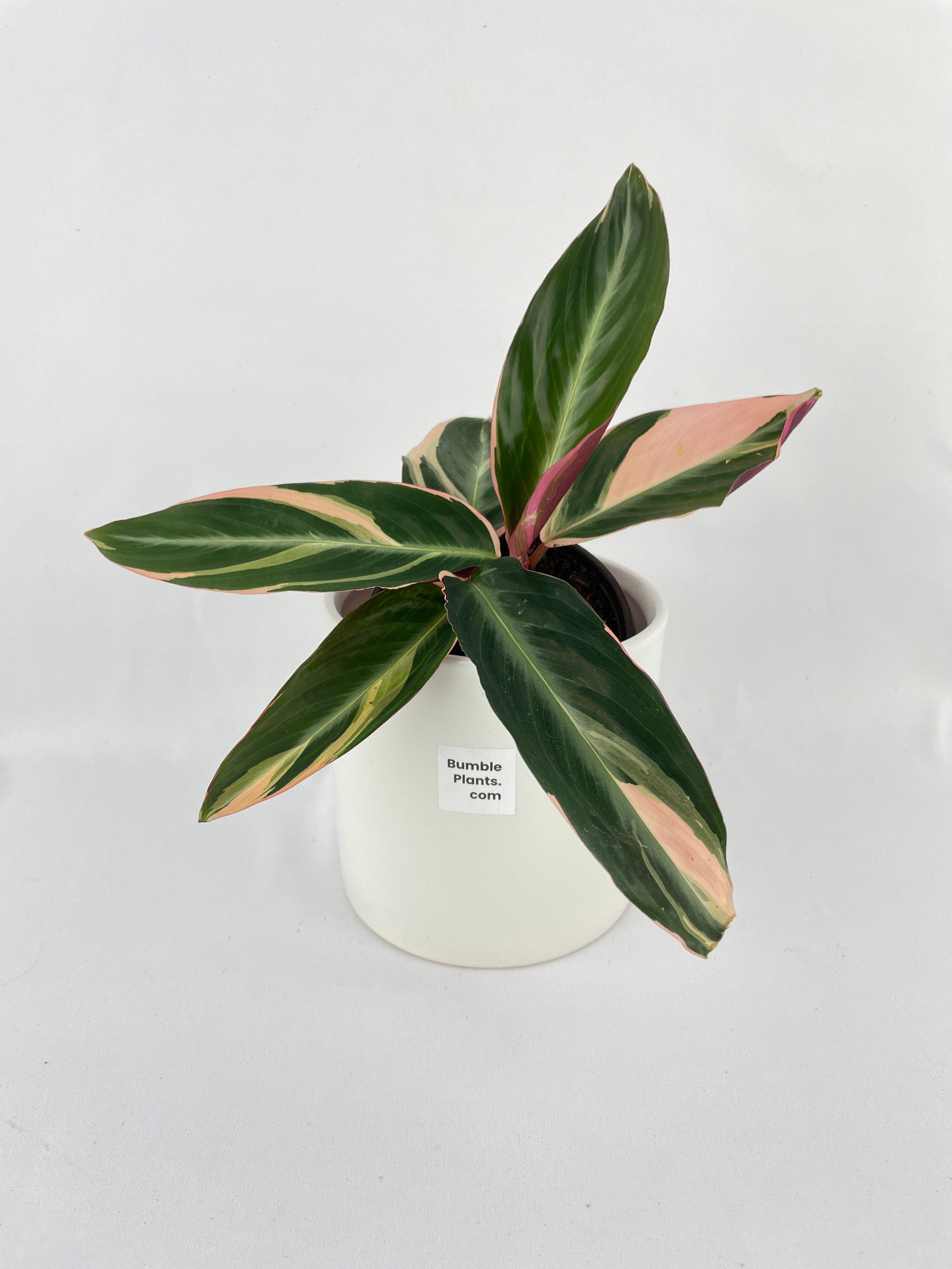 Calathea Triostar (Stromanthe Sanguinea) - Bumble Plants