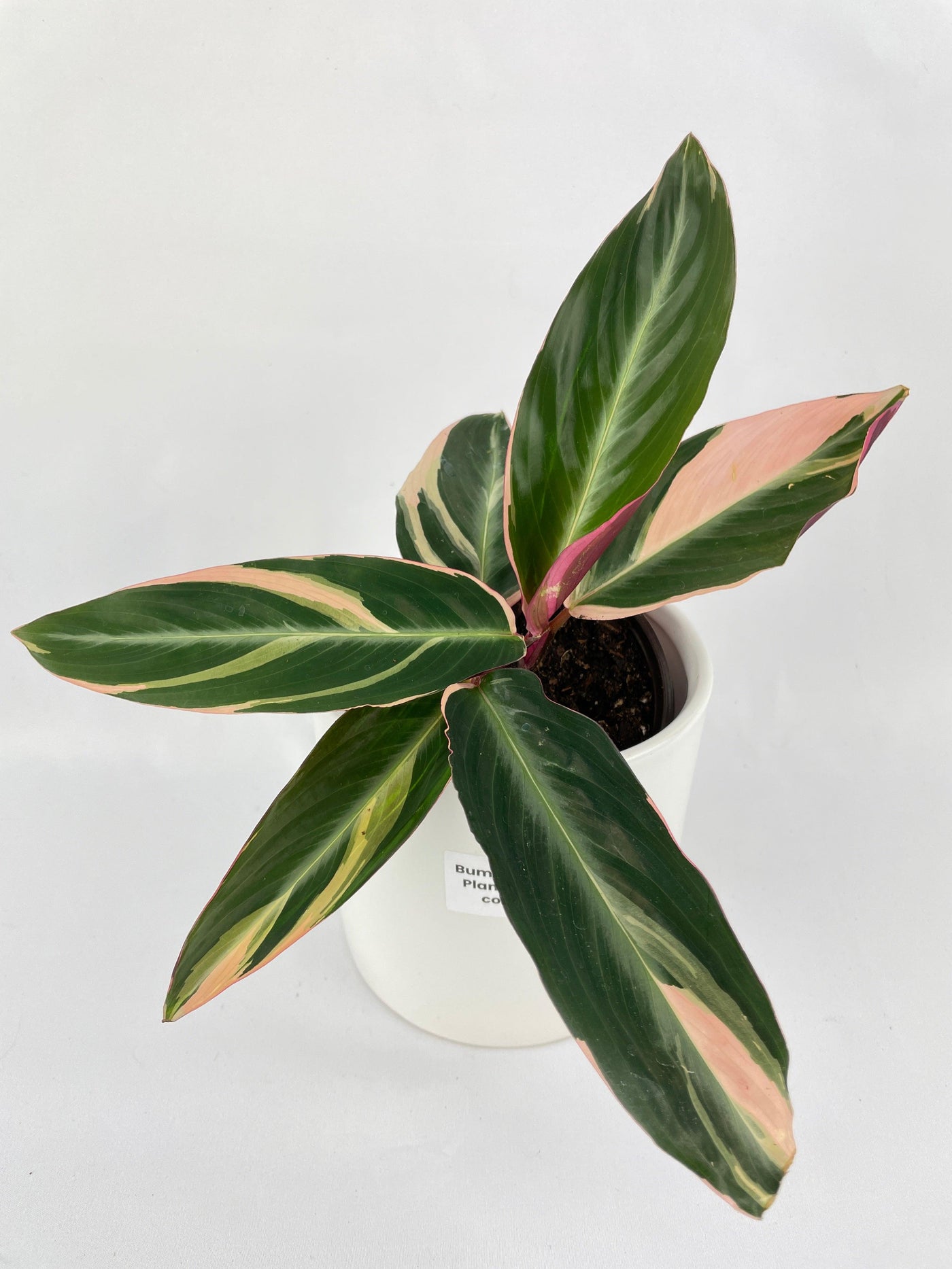 Calathea Triostar (Stromanthe Sanguinea) - Bumble Plants