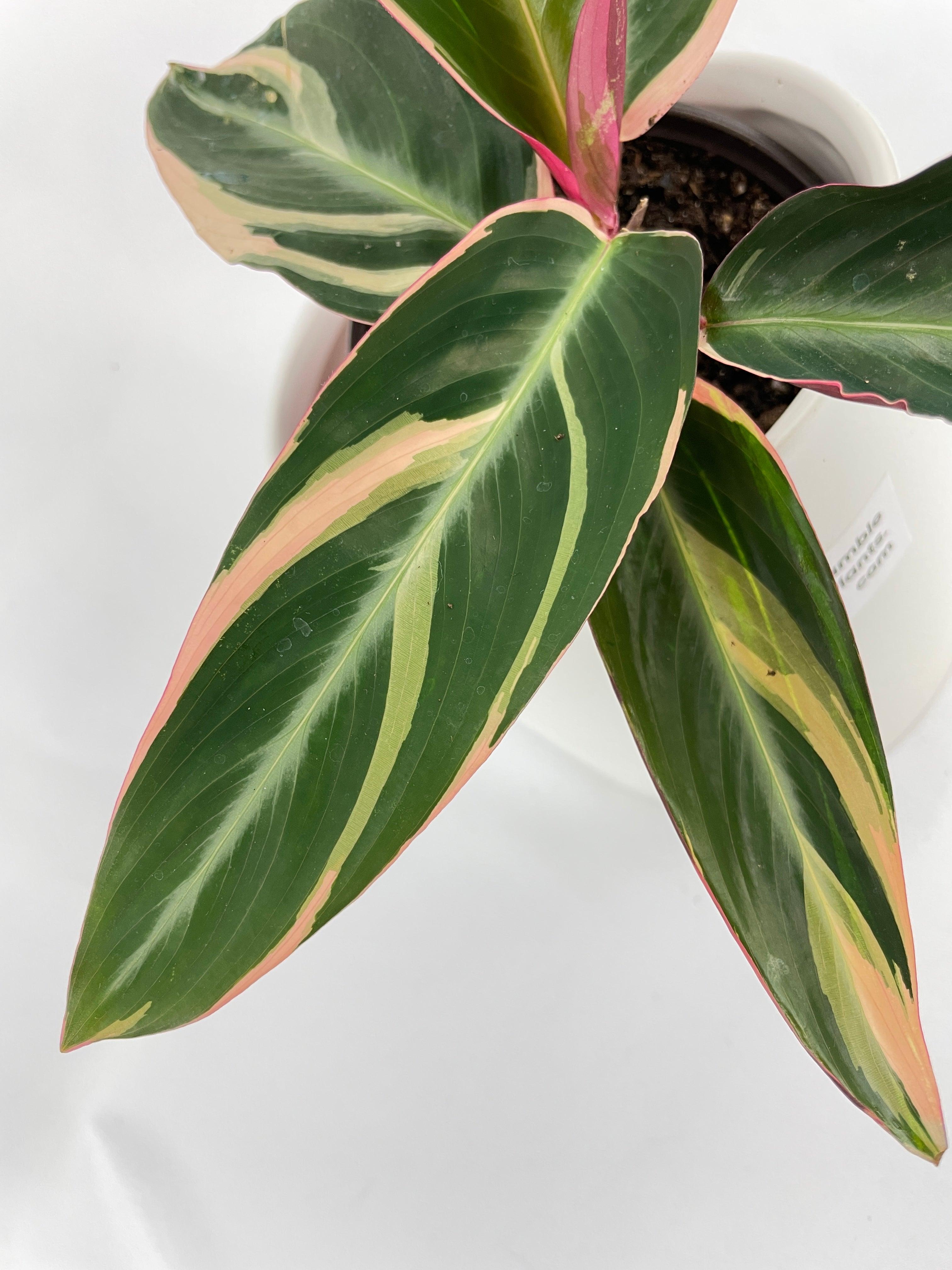 Calathea Triostar (Stromanthe Sanguinea) - Bumble Plants