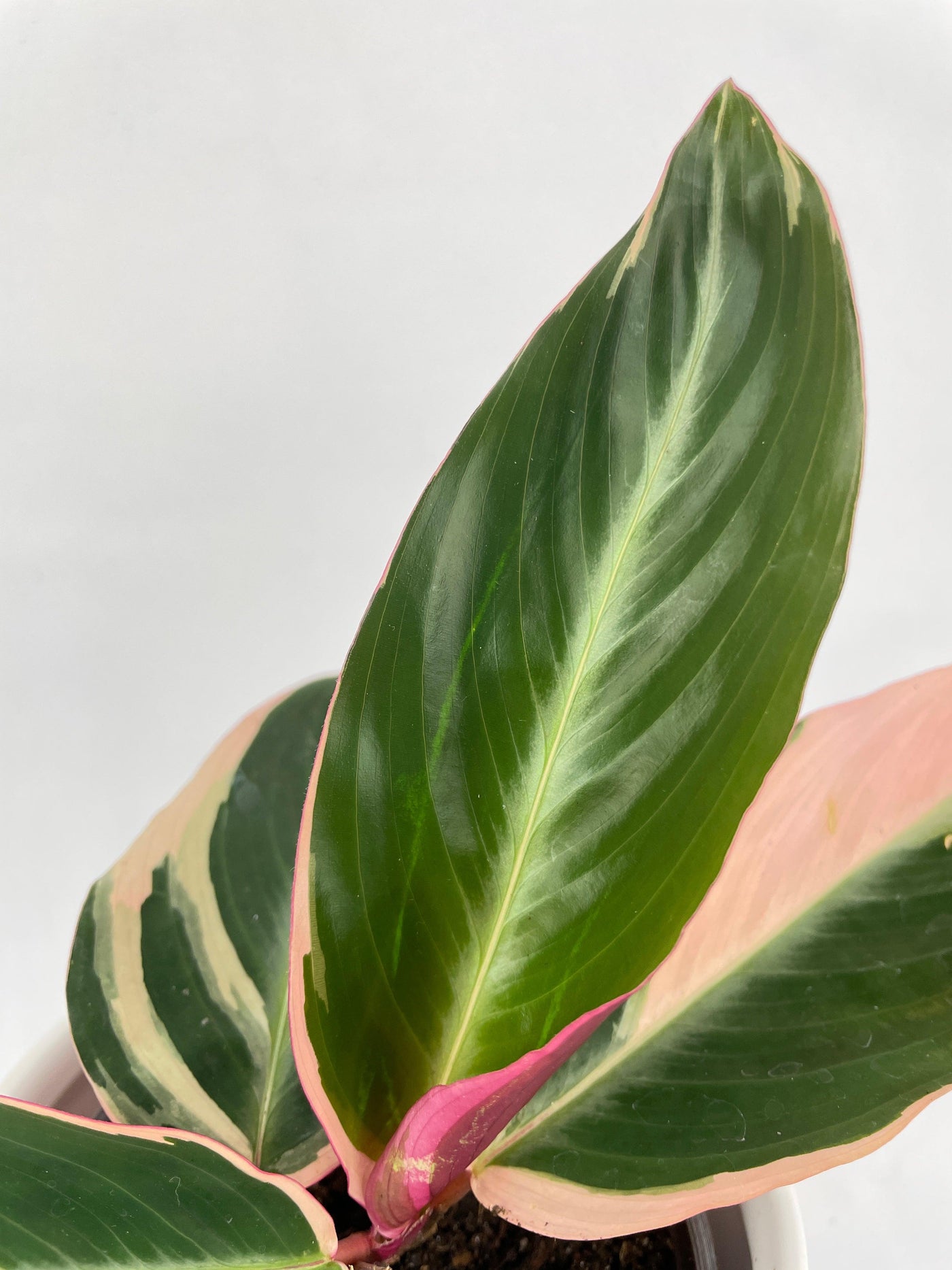 Calathea Triostar (Stromanthe Sanguinea) - Bumble Plants