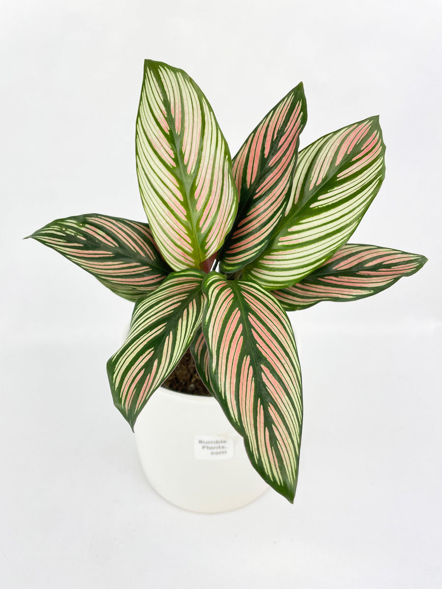 Calathea Majestica 'White Star' - Bumble Plants