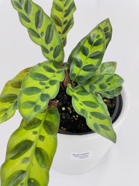 Calathea Rattlesnake Lancifolia - Bumble Plants