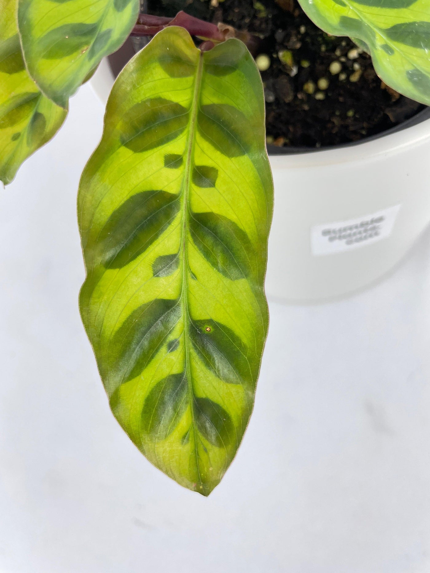 Calathea Rattlesnake Lancifolia - Bumble Plants