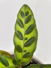 Calathea Rattlesnake Lancifolia - Bumble Plants