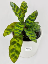 Calathea Rattlesnake Lancifolia - Bumble Plants