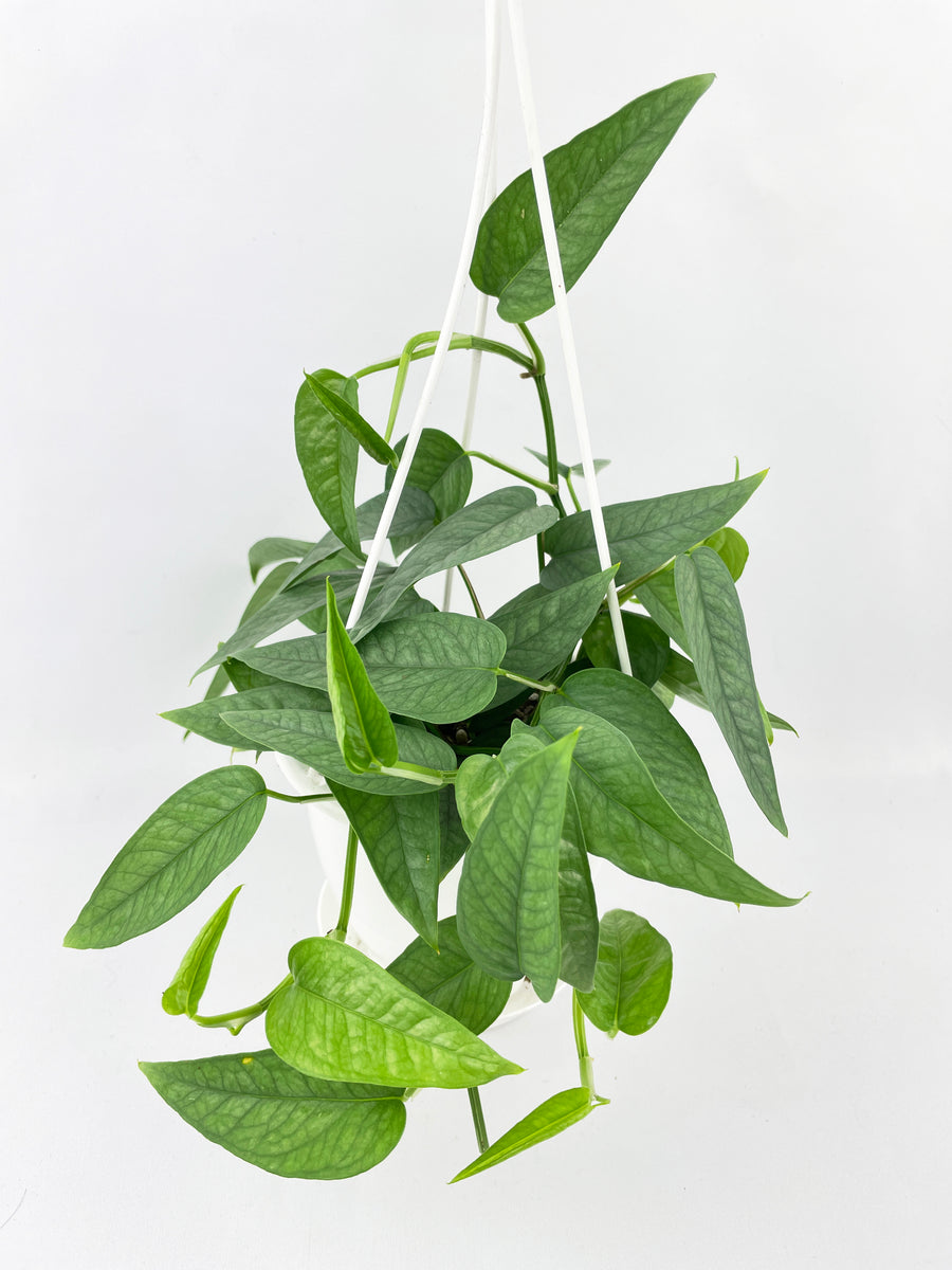 Epipremnum Pinnatum ‘Cebu Blue’ Pothos - Bumble Plants