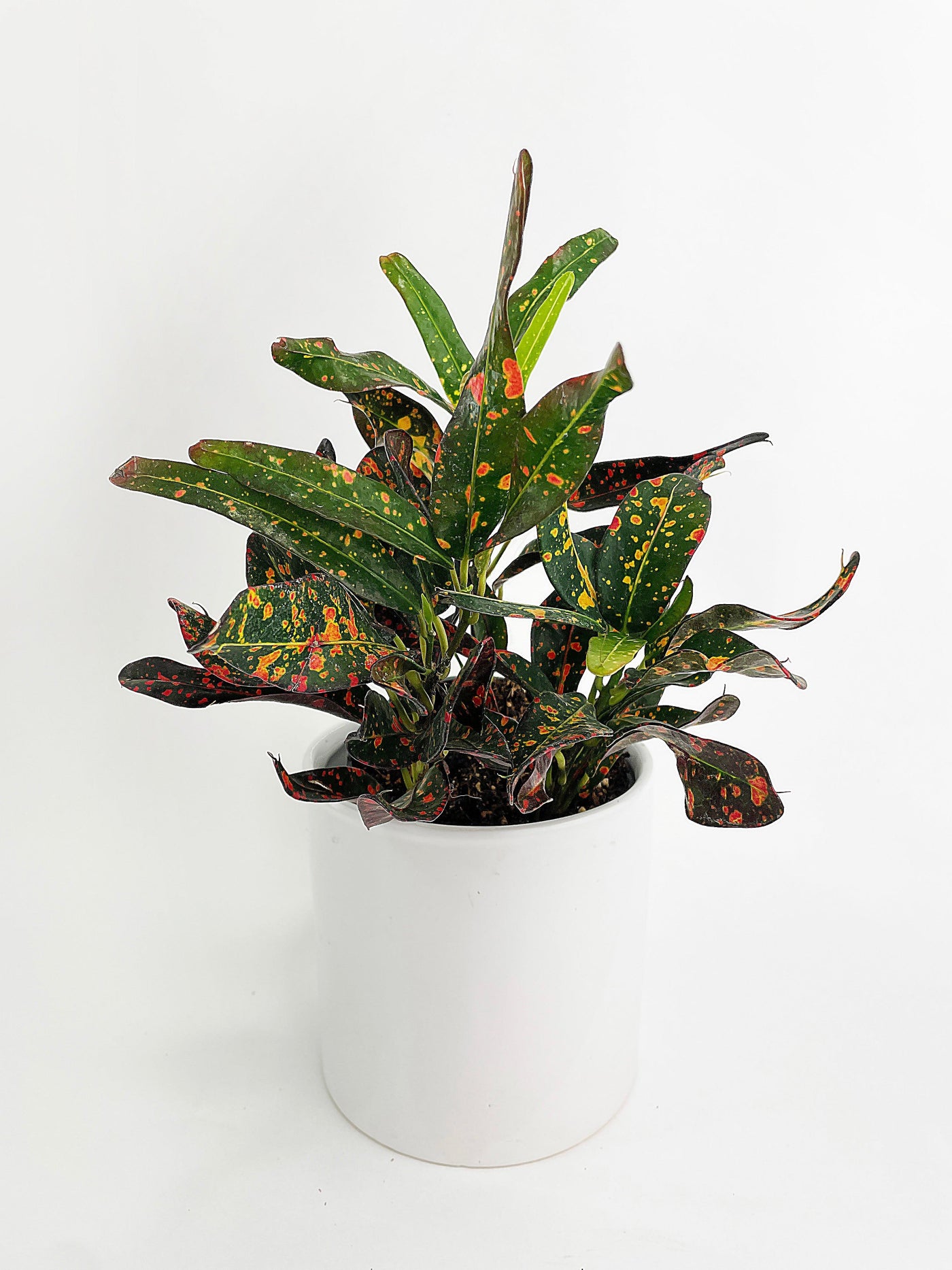 Codiaeum Variegatum 'Red Spot' Croton - Bumble Plants