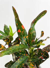 Codiaeum Variegatum 'Red Spot' Croton - Bumble Plants