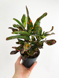 Codiaeum Variegatum 'Red Spot' Croton - Bumble Plants