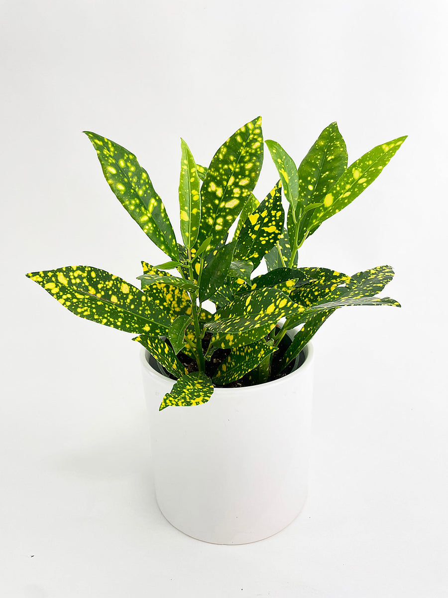 Codiaeum 'Gold Star Dust' Croton - Bumble Plants