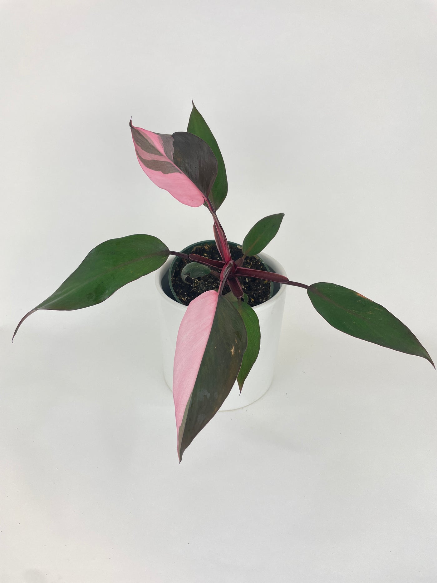 Philodendron Pink Princess - Bumble Plants