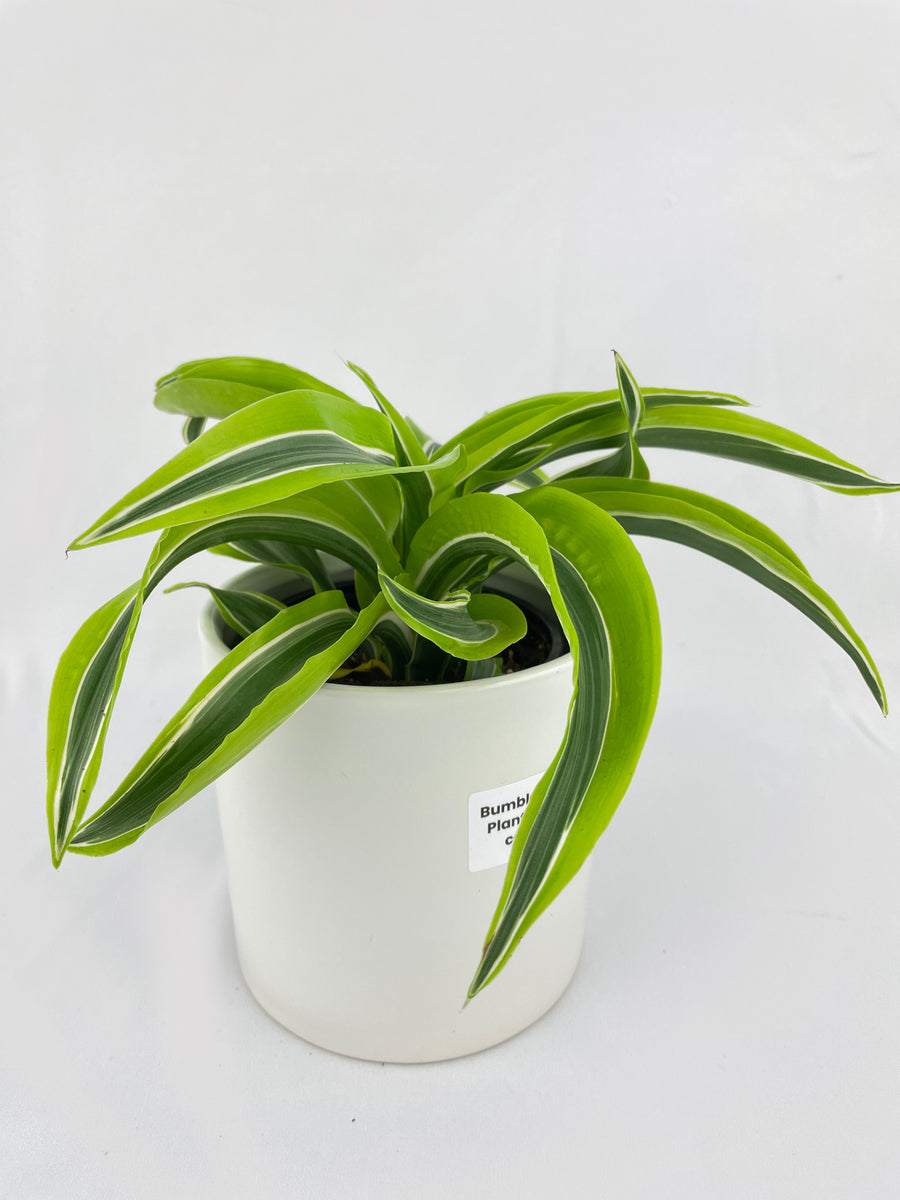 Dracaena Lemon Lime - Bumble Plants