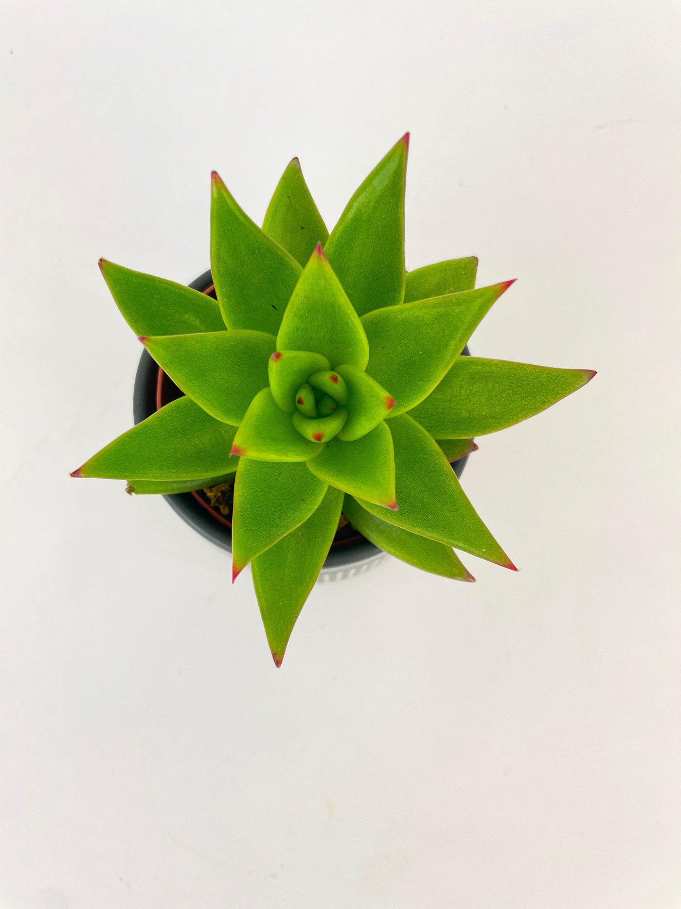 Echeveria Agavoides Succulent - Bumble Plants