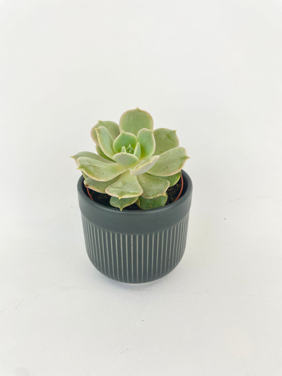 Echeveria Lola Succulent - Bumble Plants