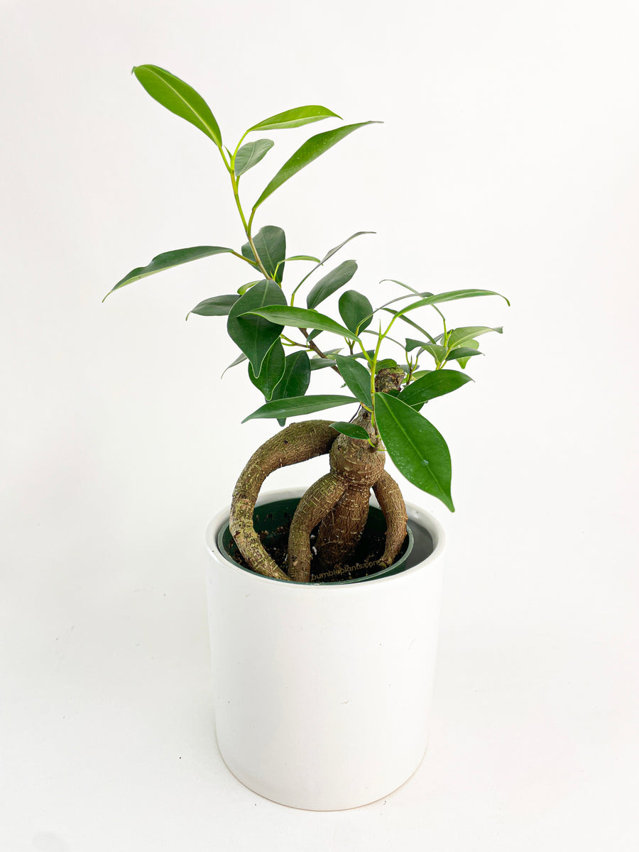 Ficus Microcarpa 'Moclame' Mini Bonsai Tree – Bumble Plants