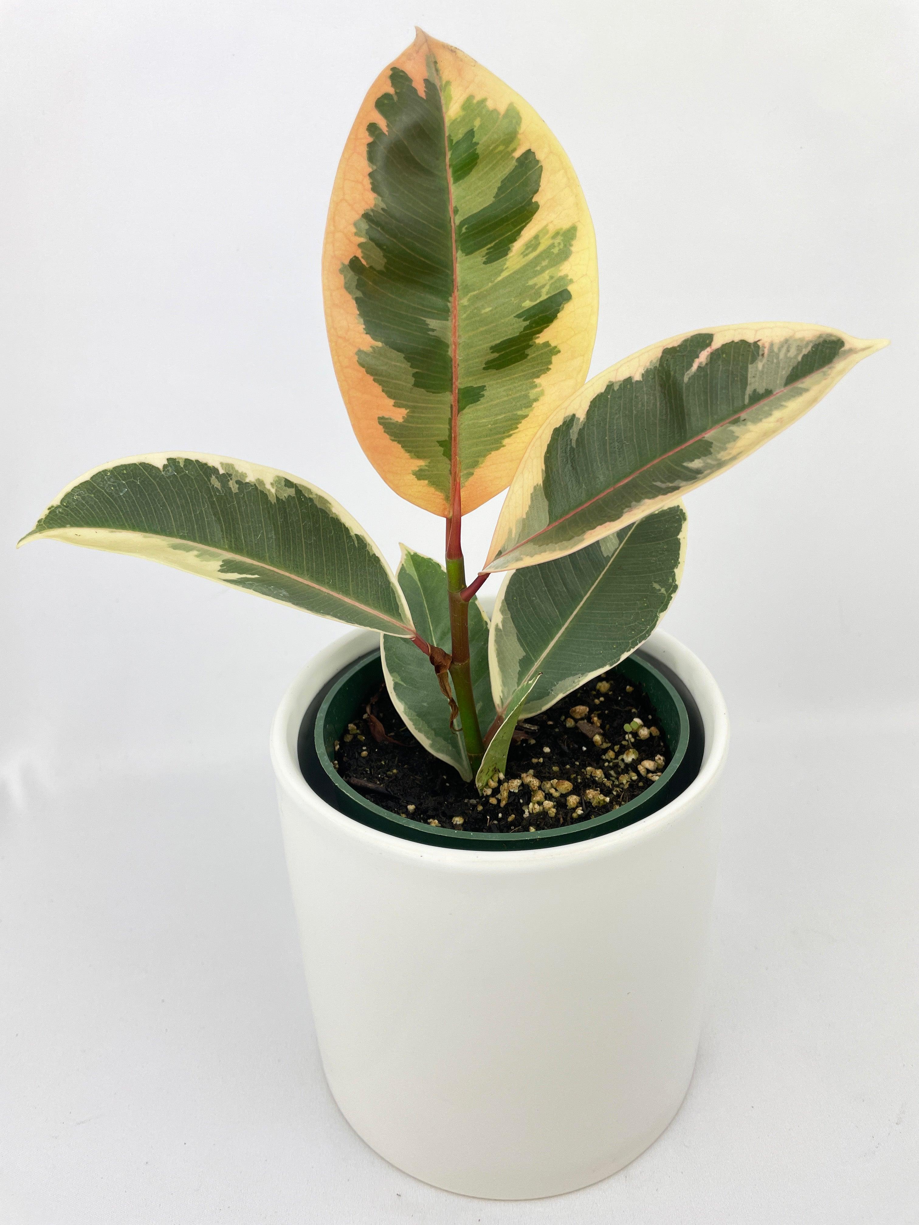 Ficus Elastica Tineke Variegated Rubber Plant - Bumble Plants