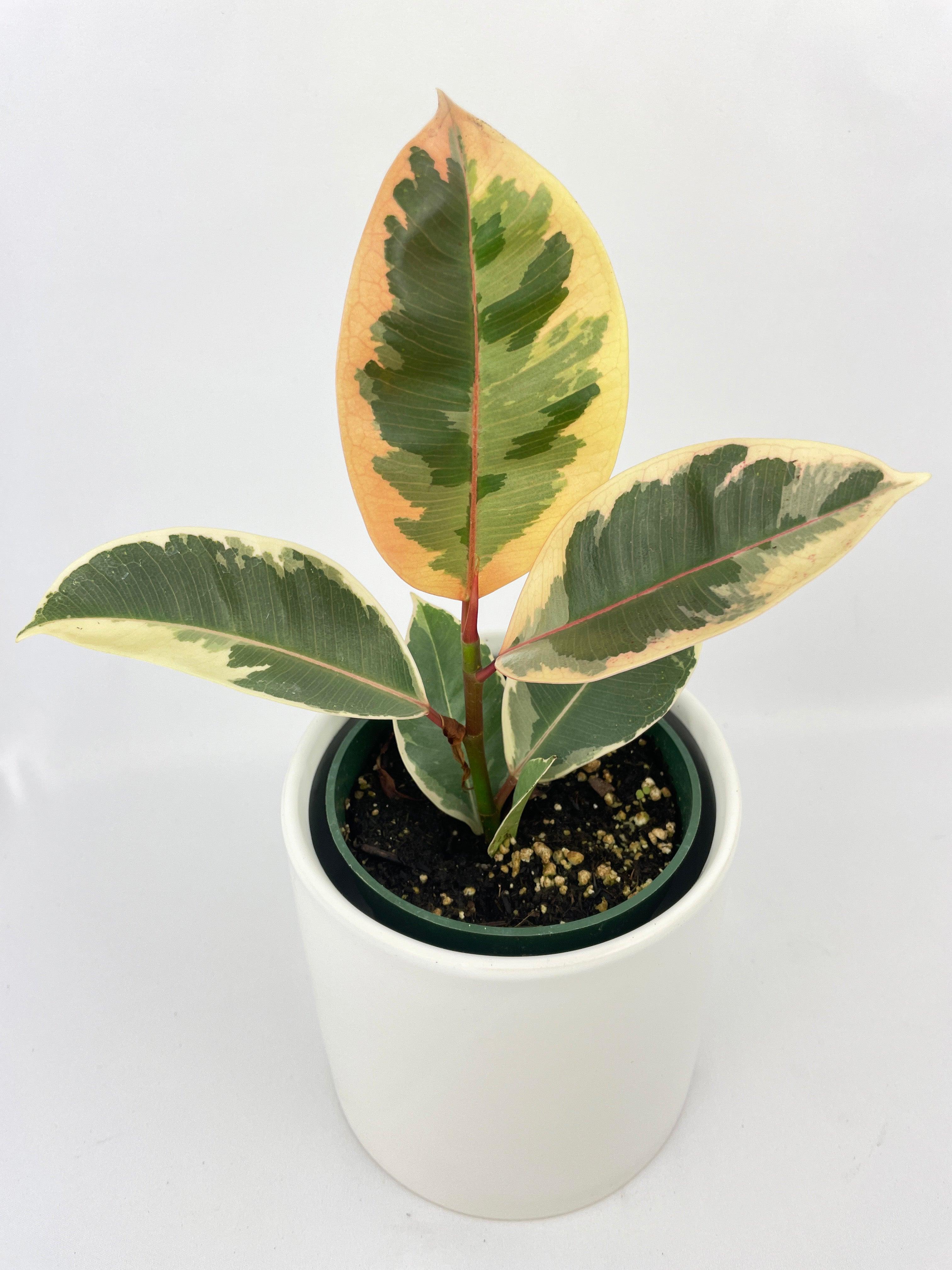 Ficus Elastica Tineke Variegated Rubber Plant - Bumble Plants