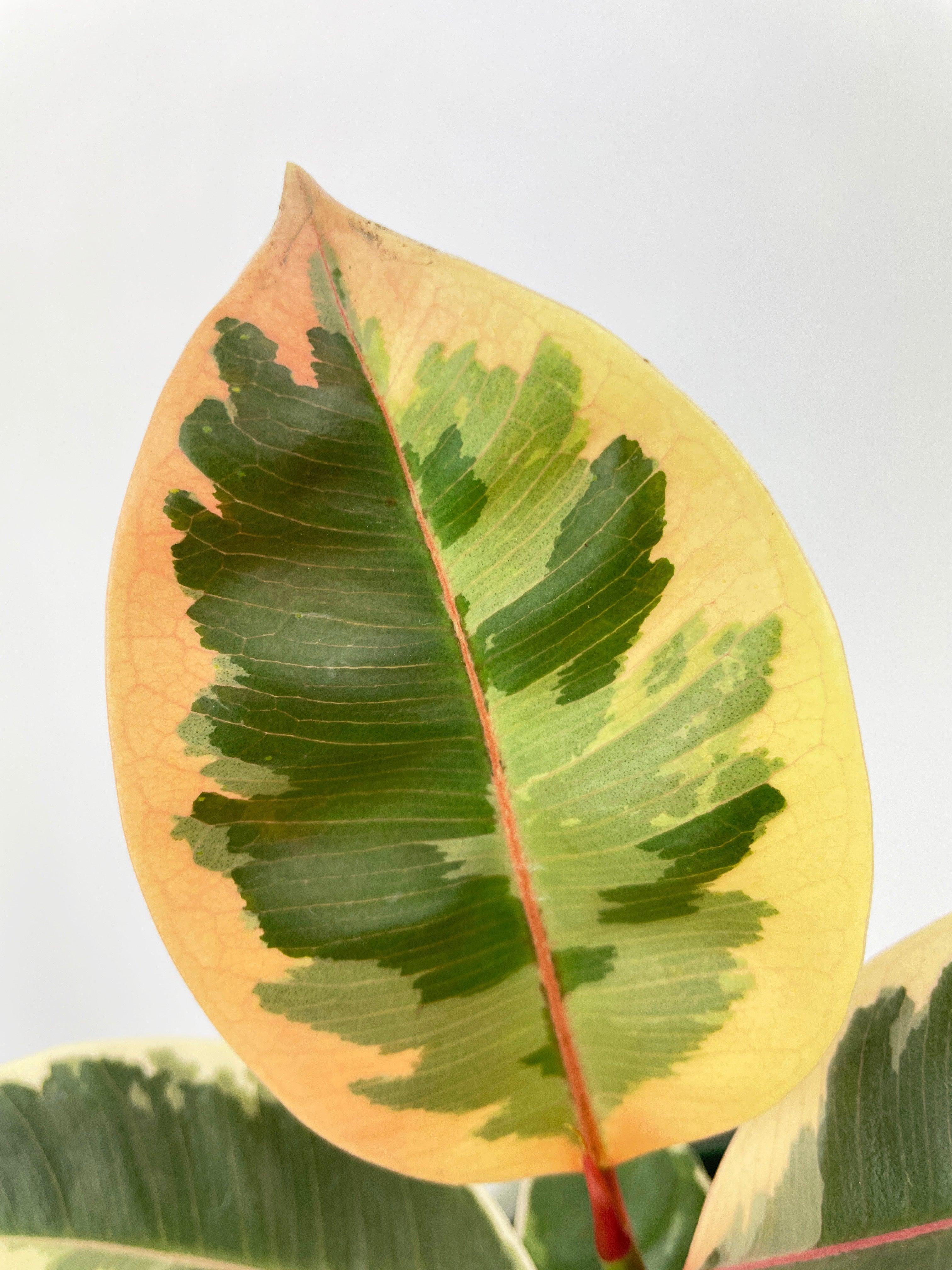 Ficus Elastica Tineke Variegated Rubber Plant - Bumble Plants