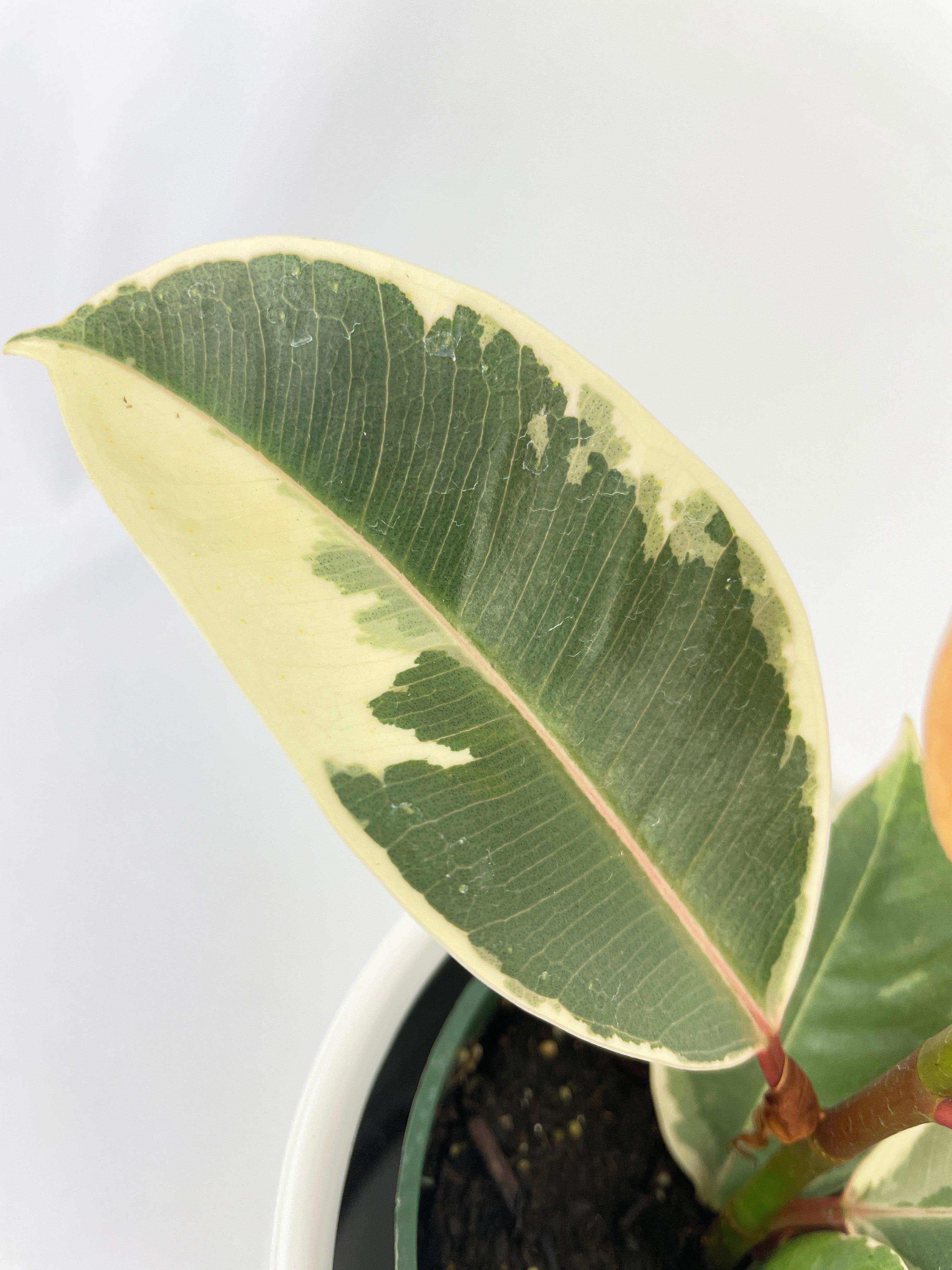 Ficus Elastica Tineke Variegated Rubber Plant - Bumble Plants