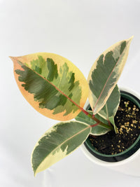 Ficus Elastica Tineke Variegated Rubber Plant - Bumble Plants