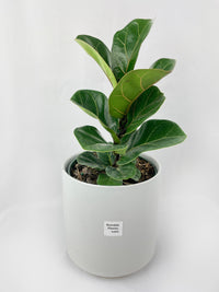 Fiddle Leaf Fig Ficus Lyrata - Bumble Plants