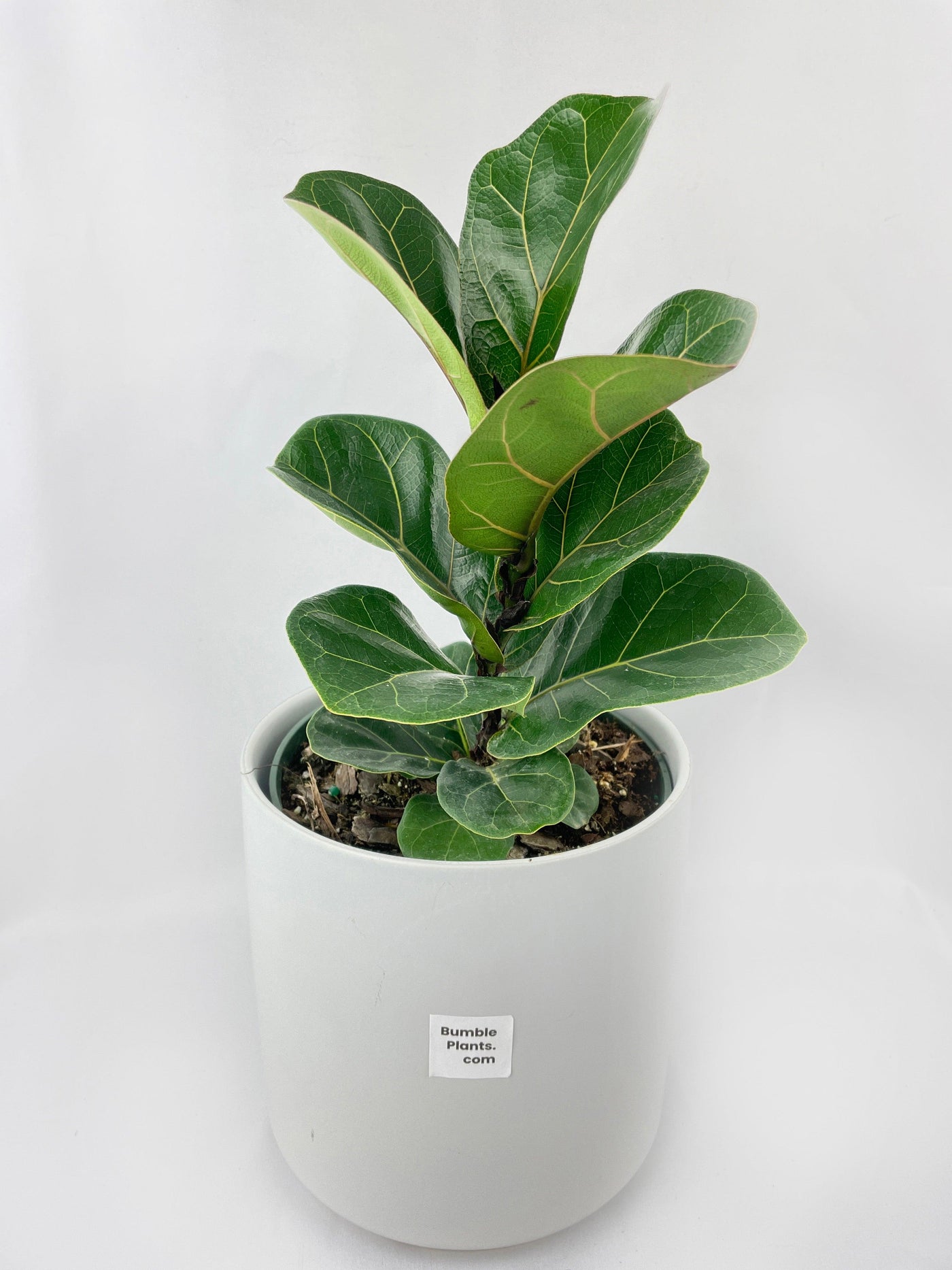 Fiddle Leaf Fig Ficus Lyrata - Bumble Plants